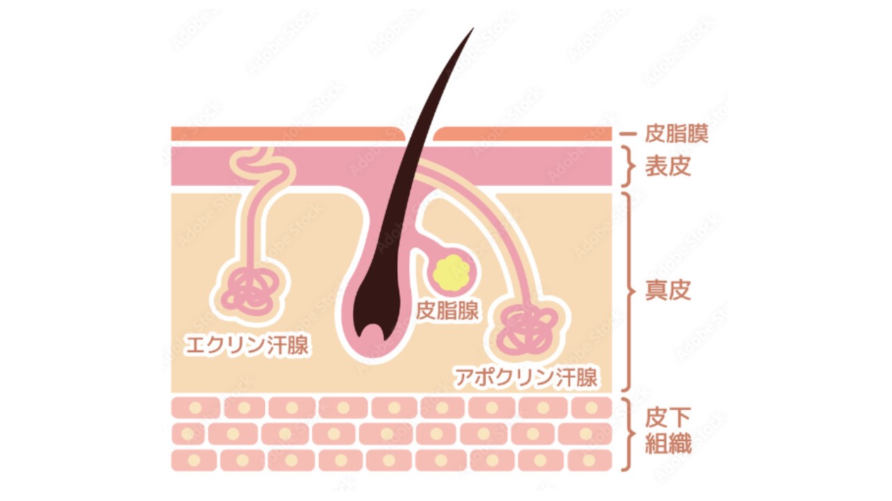 ダウンロード (4)